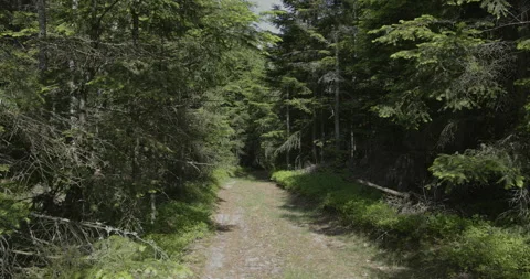 Road in coniferous forest, camera movement, 4K slomo Stock Footage 244326044