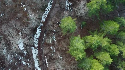 Road in coniferous forest Video stock 169744643