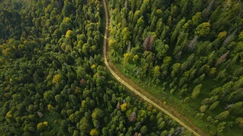 Road in a coniferous forest Stock Footage 171831783