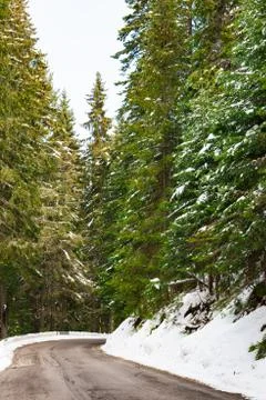 Road in the coniferous forest Stockfoto's