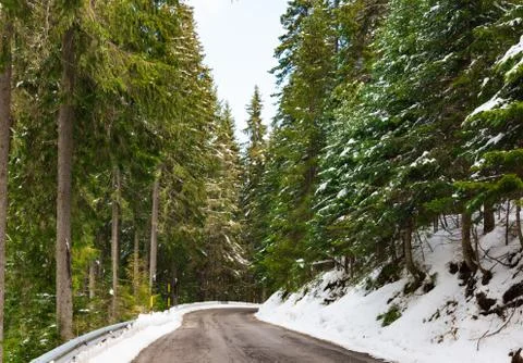 Road in the coniferous forest Foto stock