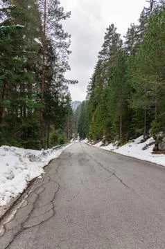 Road in the coniferous forest Fotos Stock