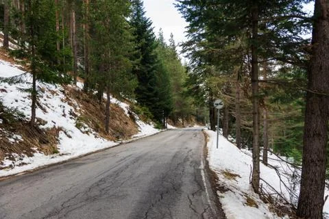 Road in the coniferous forest Fotos Stock