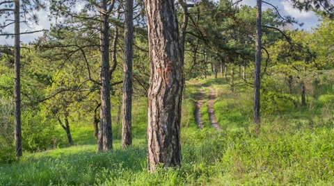 Road In The Coniferous Forest, Slider Stock Footage 37553764
