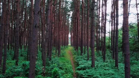 Road in the coniferous forest. Top view Forest trail on a summer day. Riding and Stock Footage 136481394