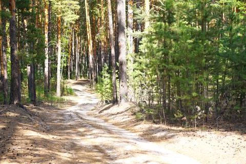 Road in a Coniferous Pine Forest Stock Photos