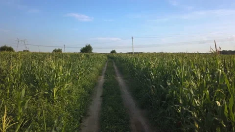 On the road corn field Stock Footage 94185042