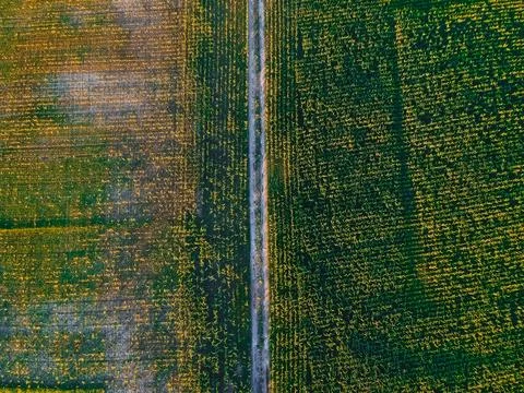 Road in the corn field with height Stock Photos