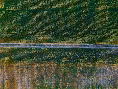 Road in the corn field with height Stock Photos