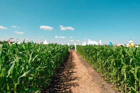 Road in the corn field Stock Photos