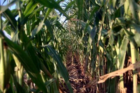 A road in a cornfield with high stems of grown corn Stock Photos