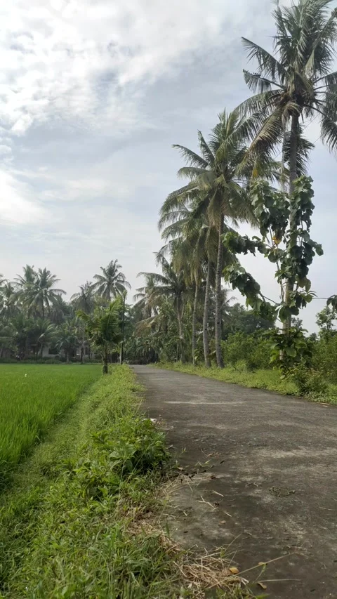 Road in The Countryside Stock Footage 325828414