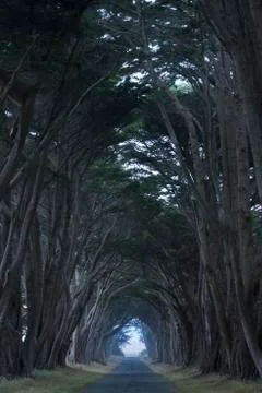 Road covered by a canopy of trees. Stock Photos