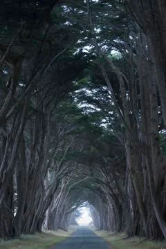 Road covered by a canopy of trees. Stock Photos