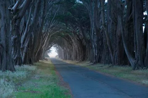 Road covered by a canopy of trees. Stock Photos