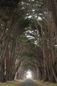 Road covered by a canopy of trees. Stock Photos