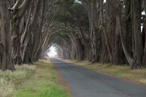 Road covered by a canopy of trees. Stock Photos