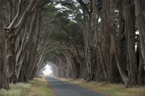 Road covered by a canopy of trees. Stock Photos