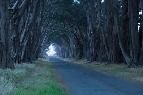 Road covered by a canopy of trees. Stock Photos