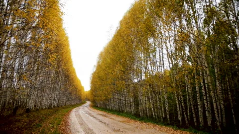 A road covered with fallen leaves Stock Footage 104718747
