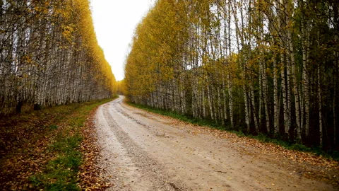 A road covered with fallen leaves Stock Footage 104718759