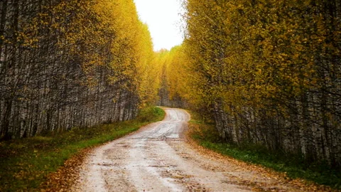 A road covered with fallen leaves Stock Footage 104718979
