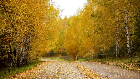 A road covered with fallen leaves Stock Footage 104719145