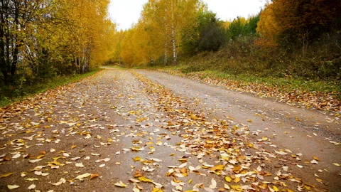 A road covered with fallen leaves Stock Footage 104719186