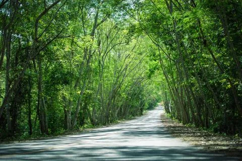 Road covered by green tree Foto stock