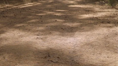 Road covered needles and cones at sunny forest Stock Footage 80782961