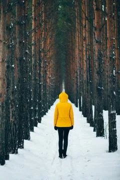 Road covered in snow, pine pine tree alley in winter time, man in yellow Stockfoto's