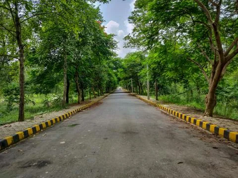 Road covered with trees on both side Stock Photos