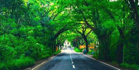 Road covered by trees Stock Photos