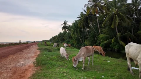 A road with cows and palm trees 스톡 동영상 325769695