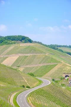 Road curving through vinyards Stock Photos