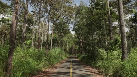 Road that cuts through a rainforest in a tropical country Stock Footage 154876832
