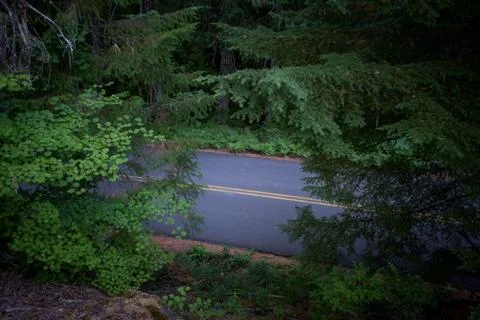 Road Cuts through Thick Oregon Forest Foto stock