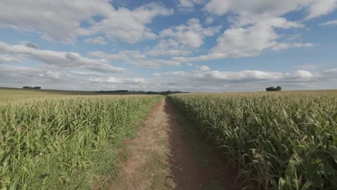 Road Cutting Through a Cornfield – Scenic Agricultural Drone Footage Stock Footage 306474514