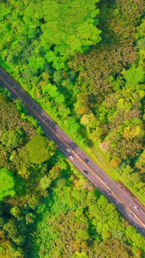 Road cutting through dense forest. Vertical video. Video stock 321348607