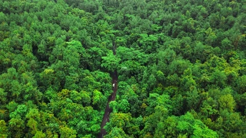 Road cutting through dense green tropical forest and thick tree canopy Stock Footage 340813428