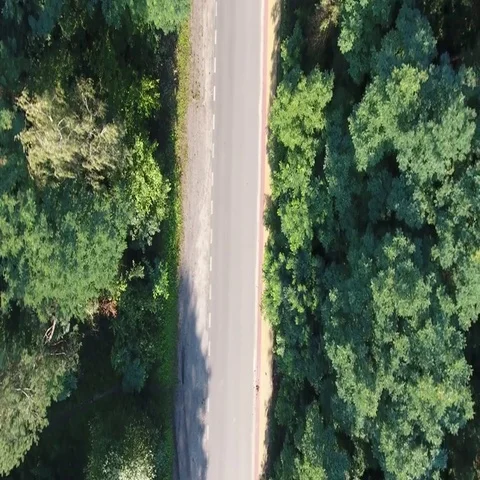 Road cutting through a forest Stock Footage 69561551