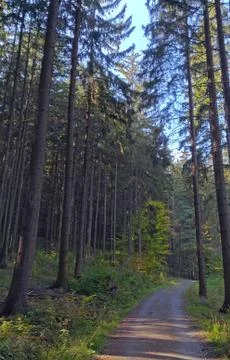 Road in the Czech forest Stock Photos
