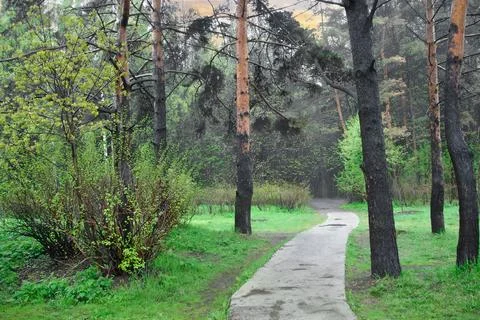 Road in damp spring forest after rain Stock Photos