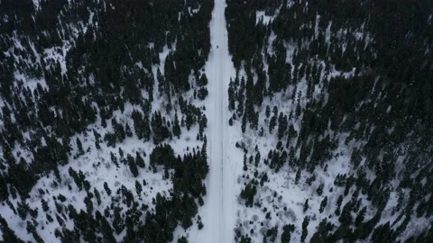 Road in dark forest 스톡 동영상 169386711