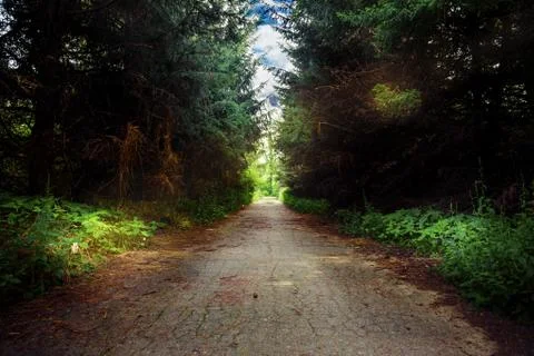 Road in dark forest Stock Photos