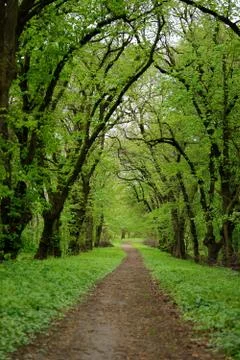 Road in dark forest 写真素材