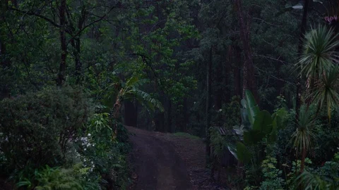 Road in a dark jungle forest Stock Footage 129748049