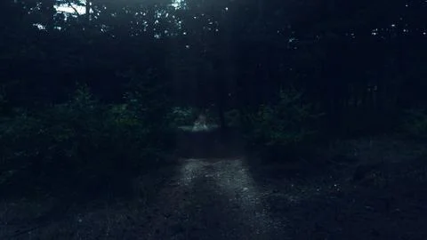Road in dark pine forest Stock Photos