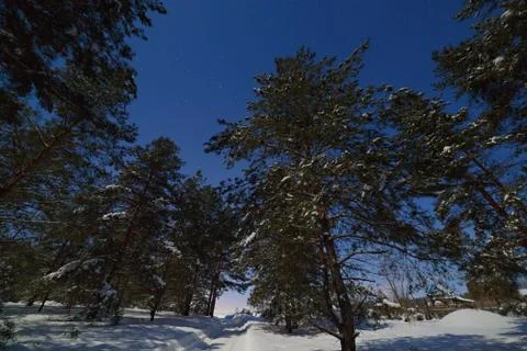 The road in deep snow in the pine forest. Photographed on a winter night in.. Stock Photos