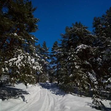 The road in deep snow in the pine forest. Photographed on a winter night in.. Stock Photos